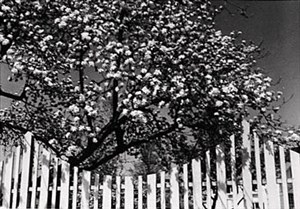 Image description is not available for 1996.038